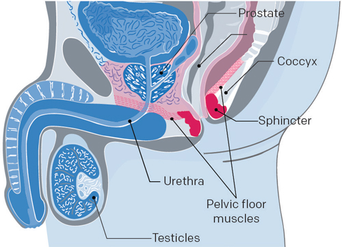 pour scrotum prostat)