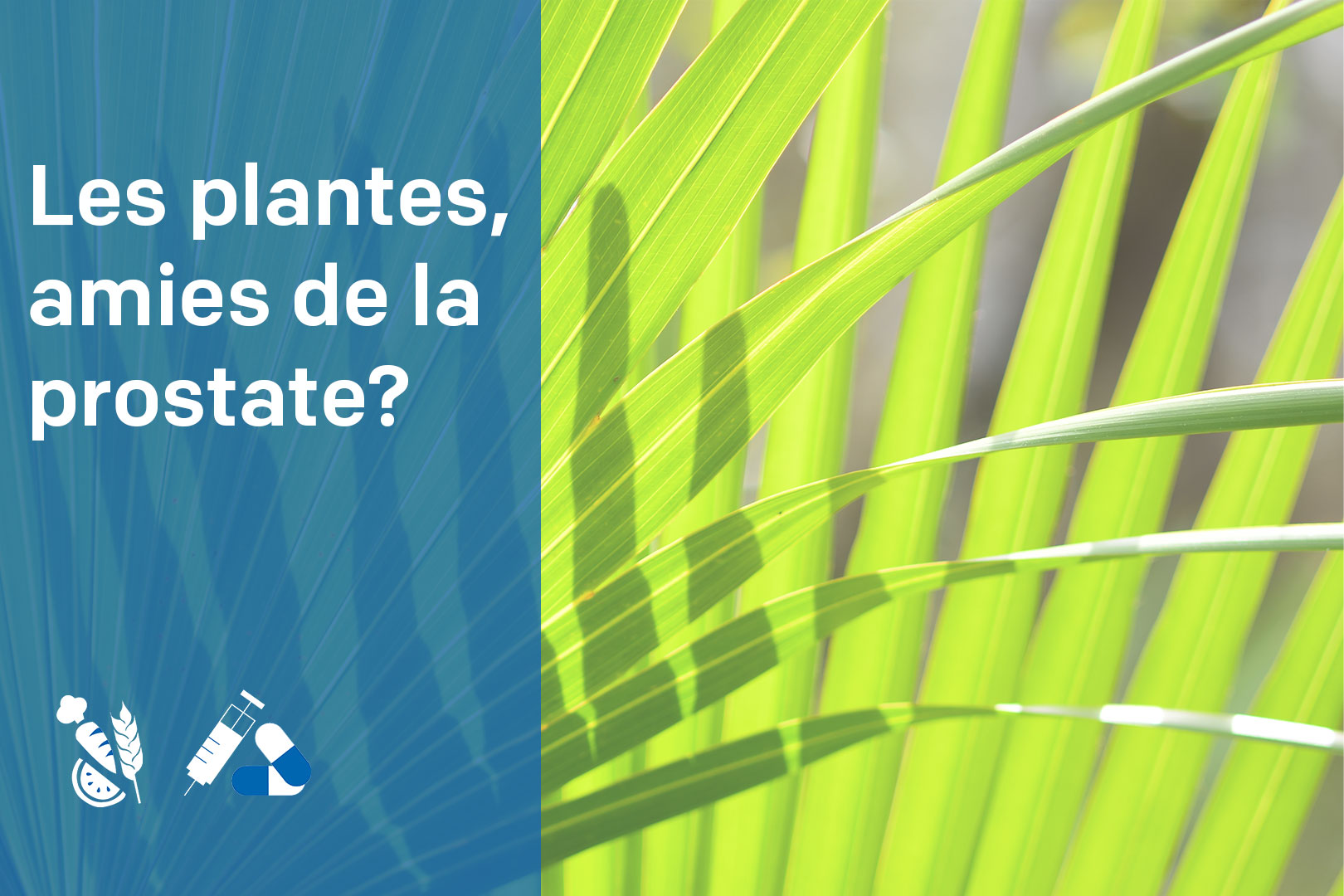 plante cancer de la prostate