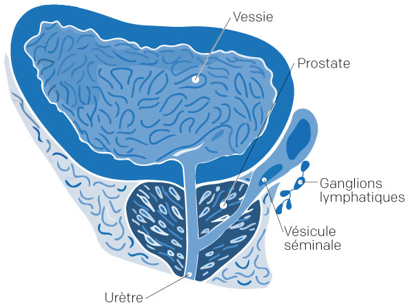 Vésicule séminale : définition et explications